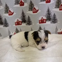 CKC male Parti-Yorkie, a male Yorkshire Terrier for sale in Hephzibah, GA – Photo 5 of 8