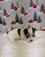 CKC male Parti-Yorkie, a male Yorkshire Terrier for sale in Hephzibah, GA – Photo 5 of 8