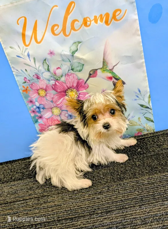 CKC male Parti-Yorkie – Yorkshire Terrier puppy for sale in Hephzibah, GA