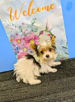 CKC male Parti-Yorkie, a male Yorkshire Terrier for sale in Hephzibah, GA – Photo 1 of 4