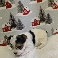 CKC male Parti-Yorkie, a male Yorkshire Terrier for sale in Hephzibah, GA – Photo 4 of 8