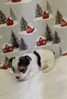 CKC male Parti-Yorkie, a male Yorkshire Terrier for sale in Hephzibah, GA – Photo 4 of 8