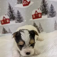 CKC male Parti-Yorkie, a male Yorkshire Terrier for sale in Hephzibah, GA – Photo 2 of 8