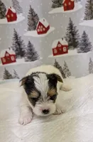 CKC male Parti-Yorkie, a male Yorkshire Terrier for sale in Hephzibah, GA – Photo 2 of 8