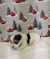 CKC male Parti-Yorkie, a male Yorkshire Terrier for sale in Hephzibah, GA – Photo 7 of 8