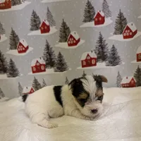 CKC male Parti-Yorkie, a male Yorkshire Terrier for sale in Hephzibah, GA – Photo 6 of 8