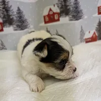 CKC male Parti-Yorkie, a male Yorkshire Terrier for sale in Hephzibah, GA – Photo 8 of 8