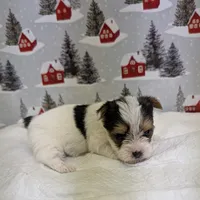 CKC male Parti-Yorkie, a male Yorkshire Terrier for sale in Hephzibah, GA – Photo 3 of 8