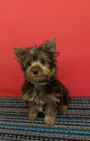 CKC Chocolate male Incredible Hulk, a male Yorkshire Terrier for sale in Hephzibah, GA – 3 of 10