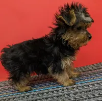 AKC traditional male (Solo), a male Yorkshire Terrier for sale in Hephzibah, GA – 7 of 10