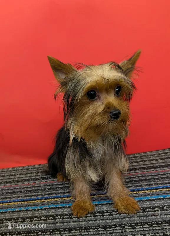 AKC traditional male (Jo=Jo) – Yorkshire Terrier puppy for sale in Hephzibah, GA