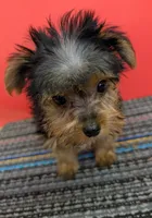 AKC traditional male (Solo), a male Yorkshire Terrier for sale in Hephzibah, GA – 6 of 10