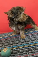 CKC Chocolate male 'Lil Boy Blue', a male Yorkshire Terrier for sale in Hephzibah, GA – 4 of 10
