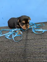 Marie's CKC male #1, a male Yorkshire Terrier for sale in Hephzibah, GA – 2 of 8