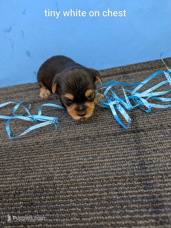 Marie's CKC male #3 – Yorkshire Terrier puppy for sale in Hephzibah, GA