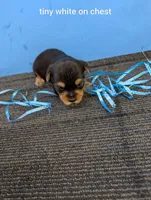 Marie's CKC male #3, a male Yorkshire Terrier for sale in Hephzibah, GA – 1 of 7