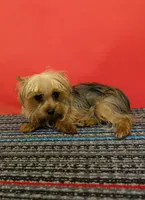 CKC Sable Male, a male Yorkshire Terrier for sale in Hephzibah, GA – 5 of 10