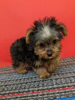 AKC traditional male (Solo), a male Yorkshire Terrier for sale in Hephzibah, GA – 4 of 10