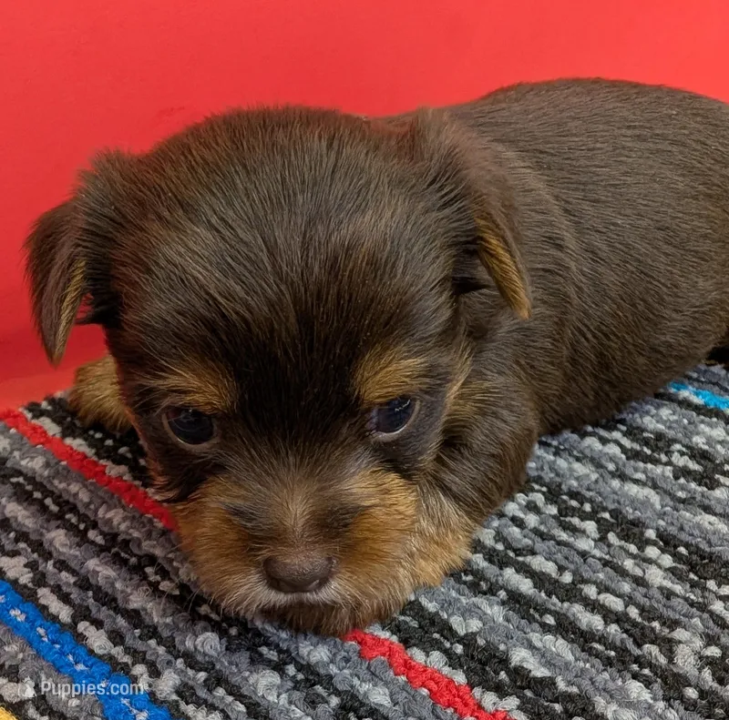 CKC Chocolate male (green ribbon) – Yorkshire Terrier puppy for sale in Hephzibah, GA