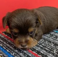 CKC Chocolate male (green ribbon), a male Yorkshire Terrier for sale in Hephzibah, GA – Photo 1 of 3