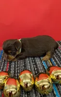 CKC Chocolate male (green ribbon), a male Yorkshire Terrier for sale in Hephzibah, GA – Photo 2 of 3