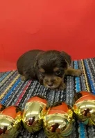 CKC Chocolate male (green ribbon), a male Yorkshire Terrier for sale in Hephzibah, GA – Photo 3 of 3