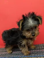 AKC traditional male (Solo), a male Yorkshire Terrier for sale in Hephzibah, GA – 3 of 10