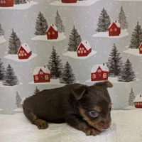AKC Chocolate male, a male Yorkshire Terrier for sale in Hephzibah, GA – Photo 8 of 8