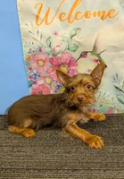 AKC Chocolate male, a male Yorkshire Terrier for sale in Hephzibah, GA – Photo 5 of 10