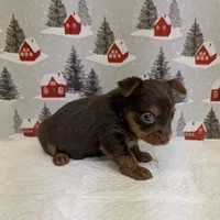 AKC Chocolate male, a male Yorkshire Terrier for sale in Hephzibah, GA – Photo 7 of 8