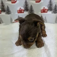 AKC Chocolate male, a male Yorkshire Terrier for sale in Hephzibah, GA – Photo 4 of 8