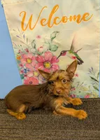 AKC Chocolate male, a male Yorkshire Terrier for sale in Hephzibah, GA – Photo 4 of 10