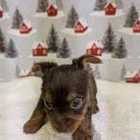 AKC Chocolate male, a male Yorkshire Terrier for sale in Hephzibah, GA – Photo 6 of 8