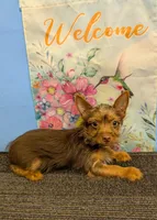 AKC Chocolate male, a male Yorkshire Terrier for sale in Hephzibah, GA – Photo 3 of 10