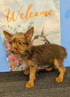 AKC Chocolate male, a male Yorkshire Terrier for sale in Hephzibah, GA – Photo 2 of 10