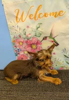 AKC Chocolate male, a male Yorkshire Terrier for sale in Hephzibah, GA – Photo 6 of 10