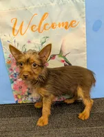 AKC Chocolate male, a male Yorkshire Terrier for sale in Hephzibah, GA – Photo 1 of 10