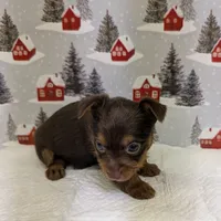 AKC Chocolate male, a male Yorkshire Terrier for sale in Hephzibah, GA – Photo 5 of 8