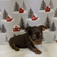 AKC Chocolate male, a male Yorkshire Terrier for sale in Hephzibah, GA – Photo 1 of 8