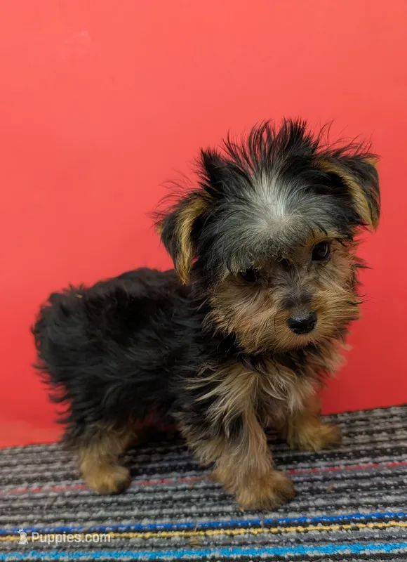 AKC traditional male (Solo) – Yorkshire Terrier puppy for sale in Hephzibah, GA