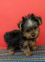 AKC traditional male (Solo), a male Yorkshire Terrier for sale in Hephzibah, GA – 1 of 10