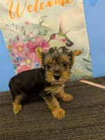 AKC traditional female  (🎀), a female Yorkshire Terrier for sale in Hephzibah, GA – Photo 2 of 3