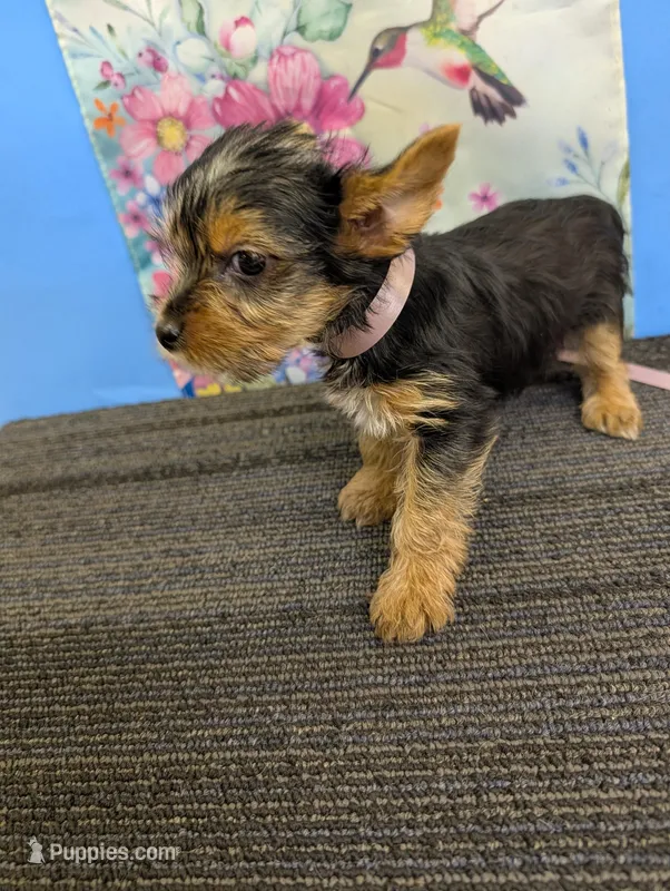 AKC traditional female  (🎀) – Yorkshire Terrier puppy for sale in Hephzibah, GA