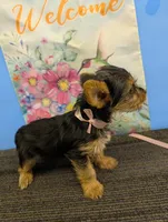 AKC traditional female  (🎀), a female Yorkshire Terrier for sale in Hephzibah, GA – Photo 3 of 3