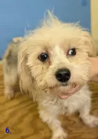 Curly The Morkie, a male Morkie for sale in Hephzibah, GA – 5 of 7