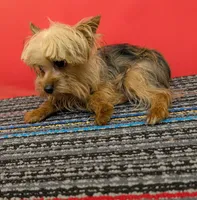 CKC Sable Male, a male Yorkshire Terrier for sale in Hephzibah, GA – 6 of 10