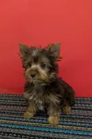 CKC Chocolate male Incredible Hulk, a male Yorkshire Terrier for sale in Hephzibah, GA – 4 of 10