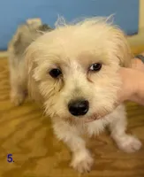 Curly The Morkie, a male Morkie for sale in Hephzibah, GA – 3 of 7