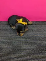 Marie's CKC female, a female Yorkshire Terrier for sale in Hephzibah, GA – 3 of 8
