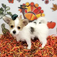 Sammi's CKC female, a female Shorkie for sale in Hephzibah, GA – Photo 6 of 10